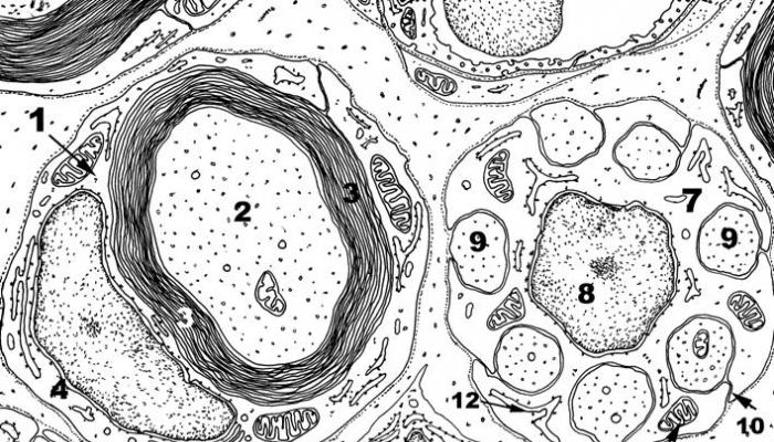 Различия между безмиелиновыми и миелиновыми волокнами Осевой цилиндр нервного волокна